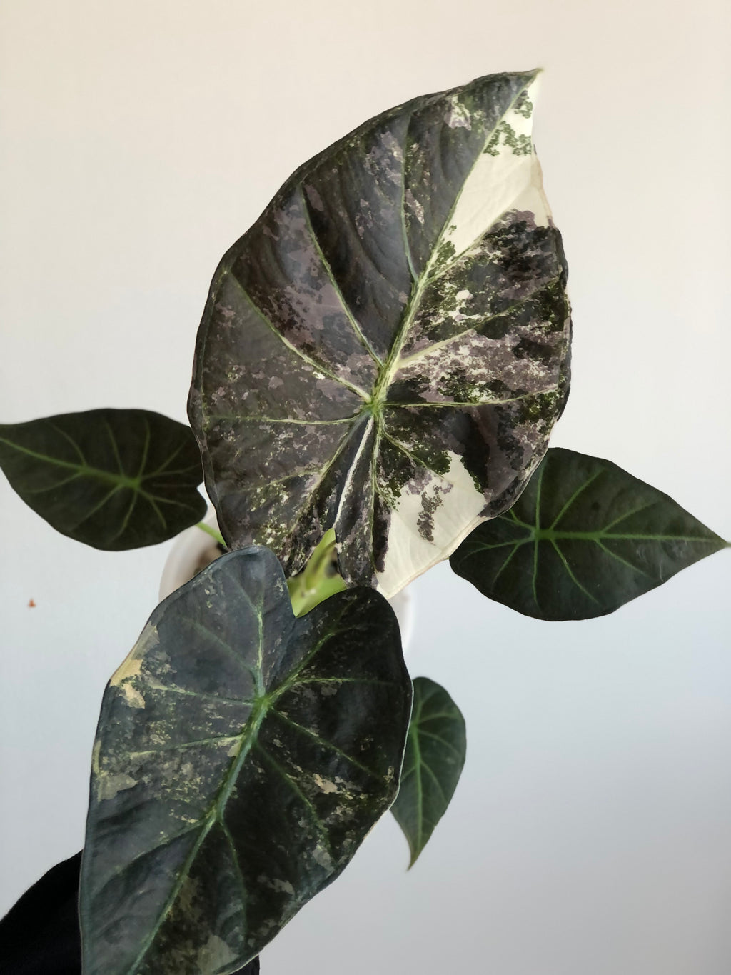 Regal Shield Albo/Mint