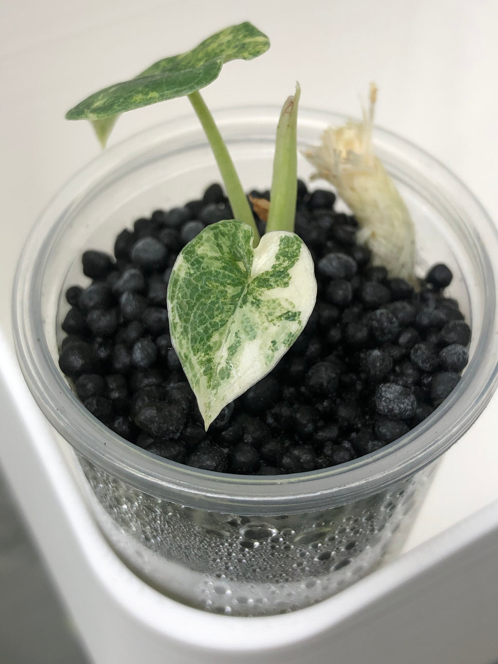 Melo aurea/tricolor - plante