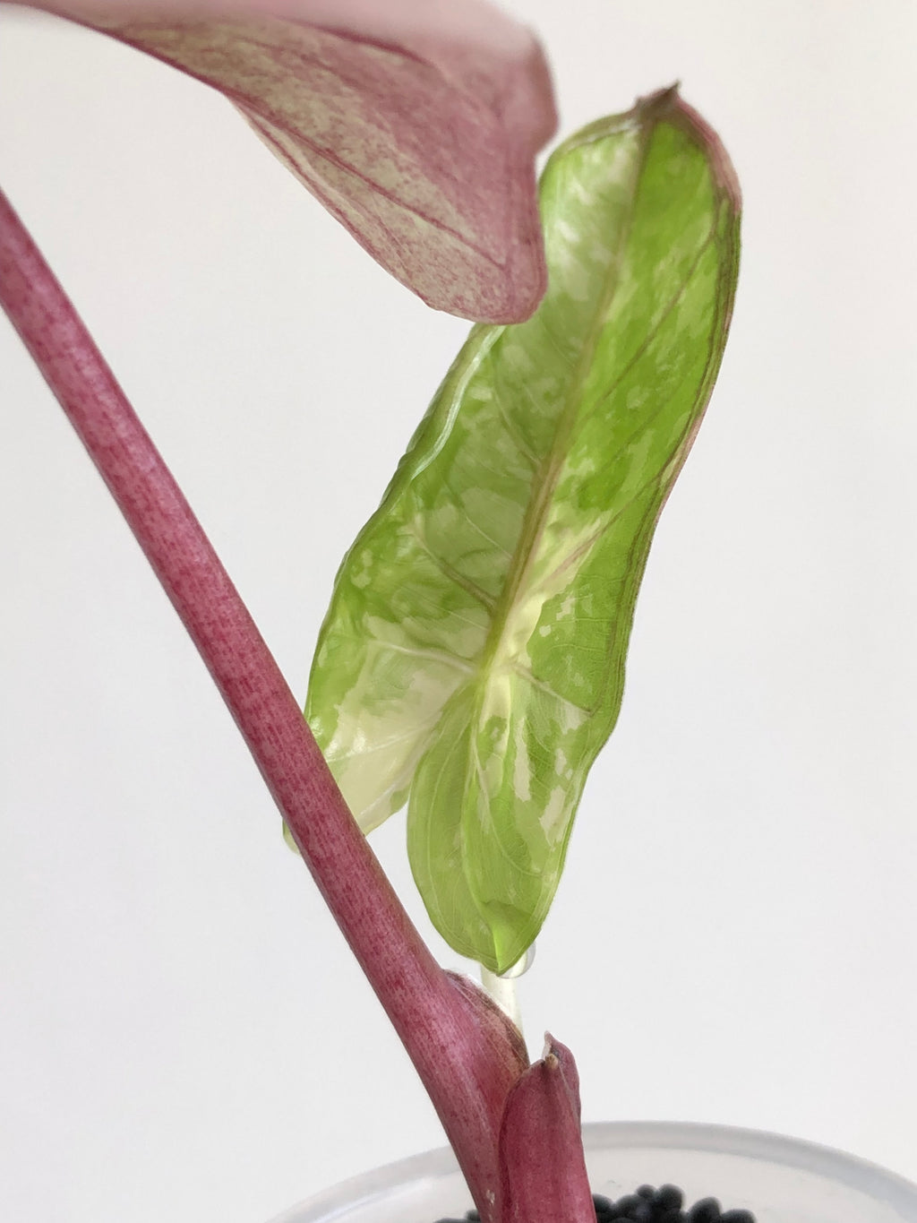 Yucatan Princess Pink