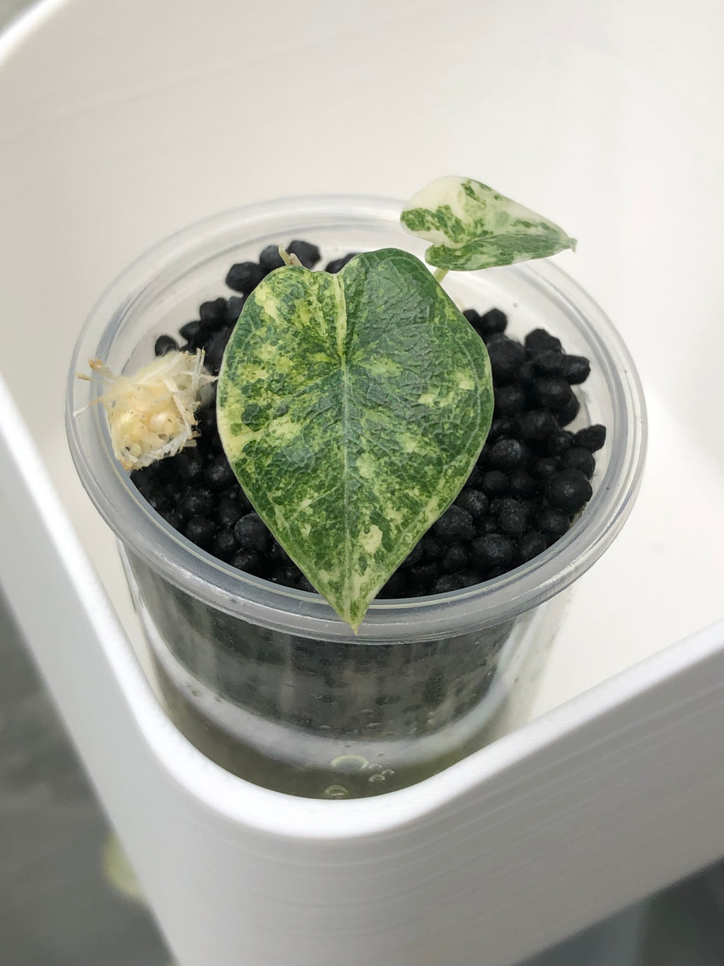 Melo aurea/tricolor - plante