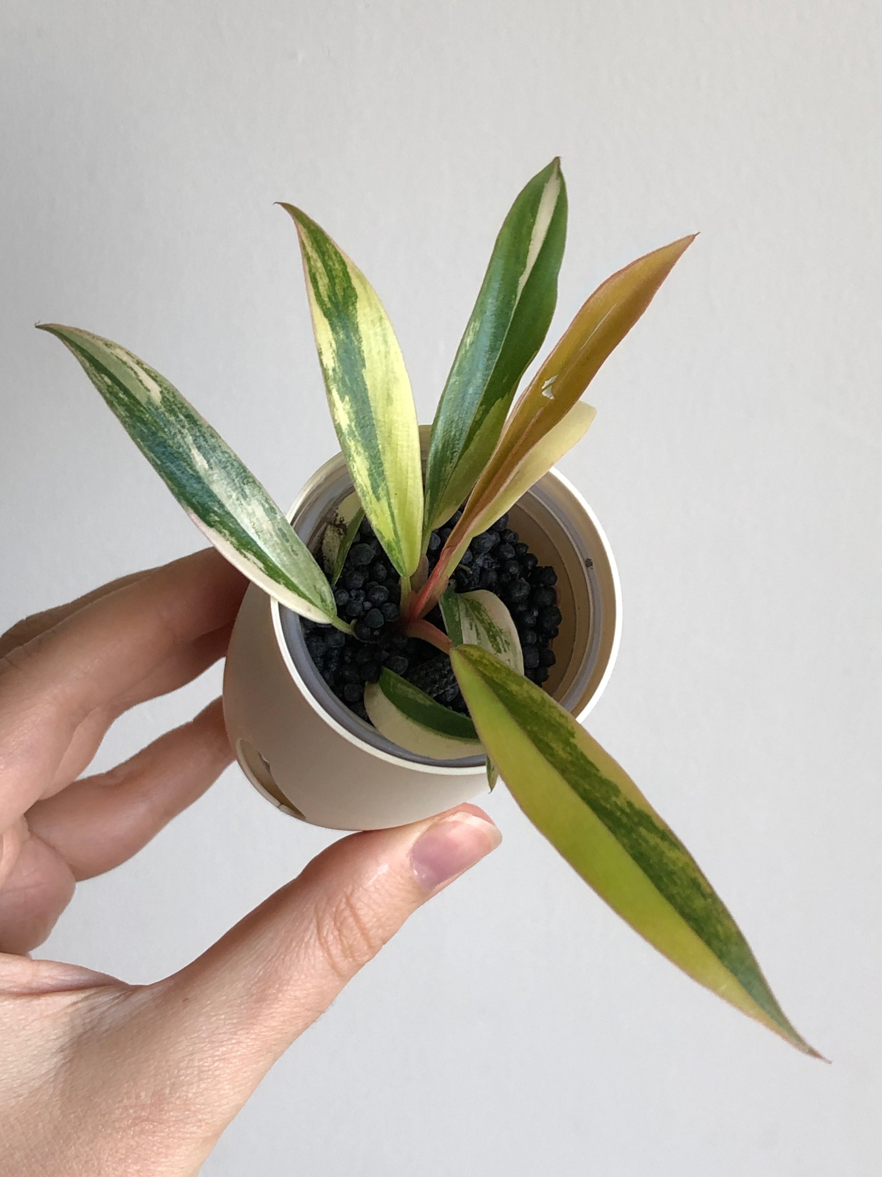 Philodendron Caramel Marble + beige potte