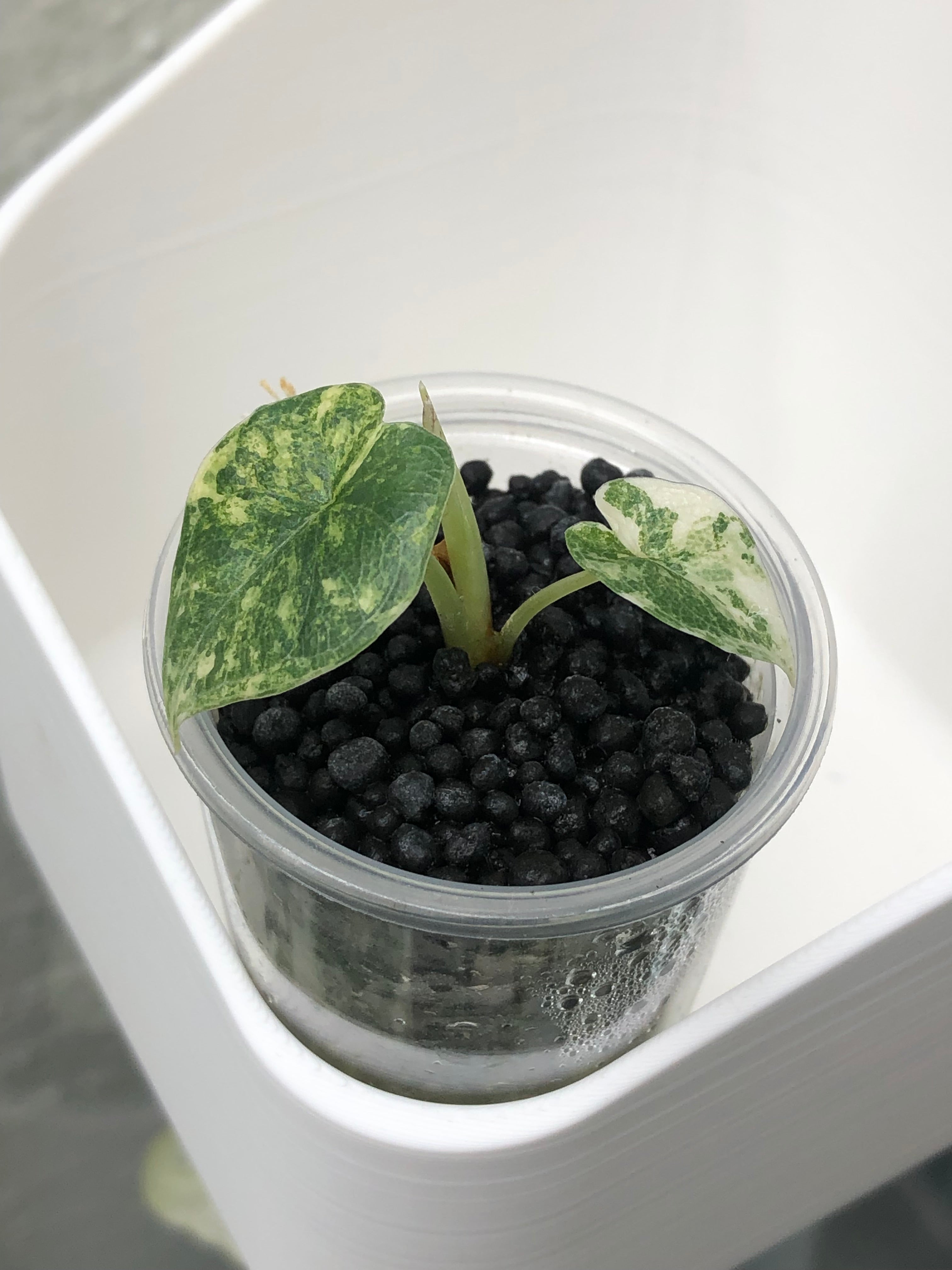 Melo aurea/tricolor - plante