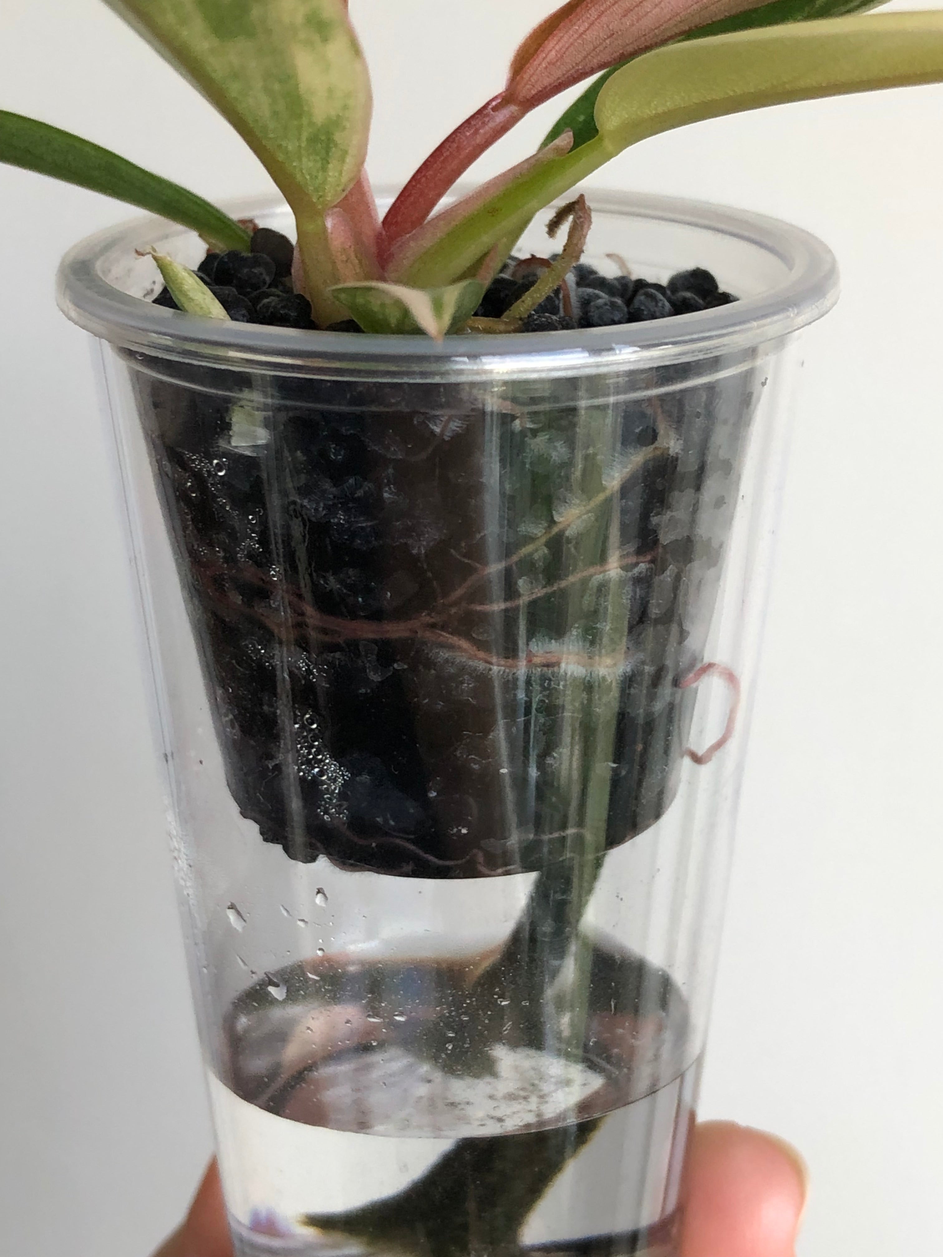 Philodendron Caramel Marble + beige potte