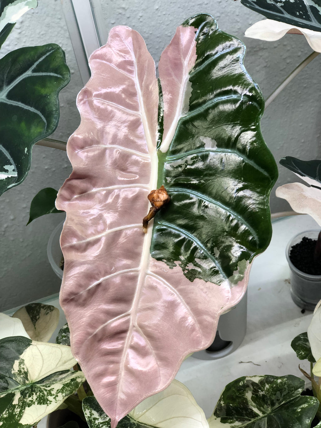 Chantrieri pink (knoller)