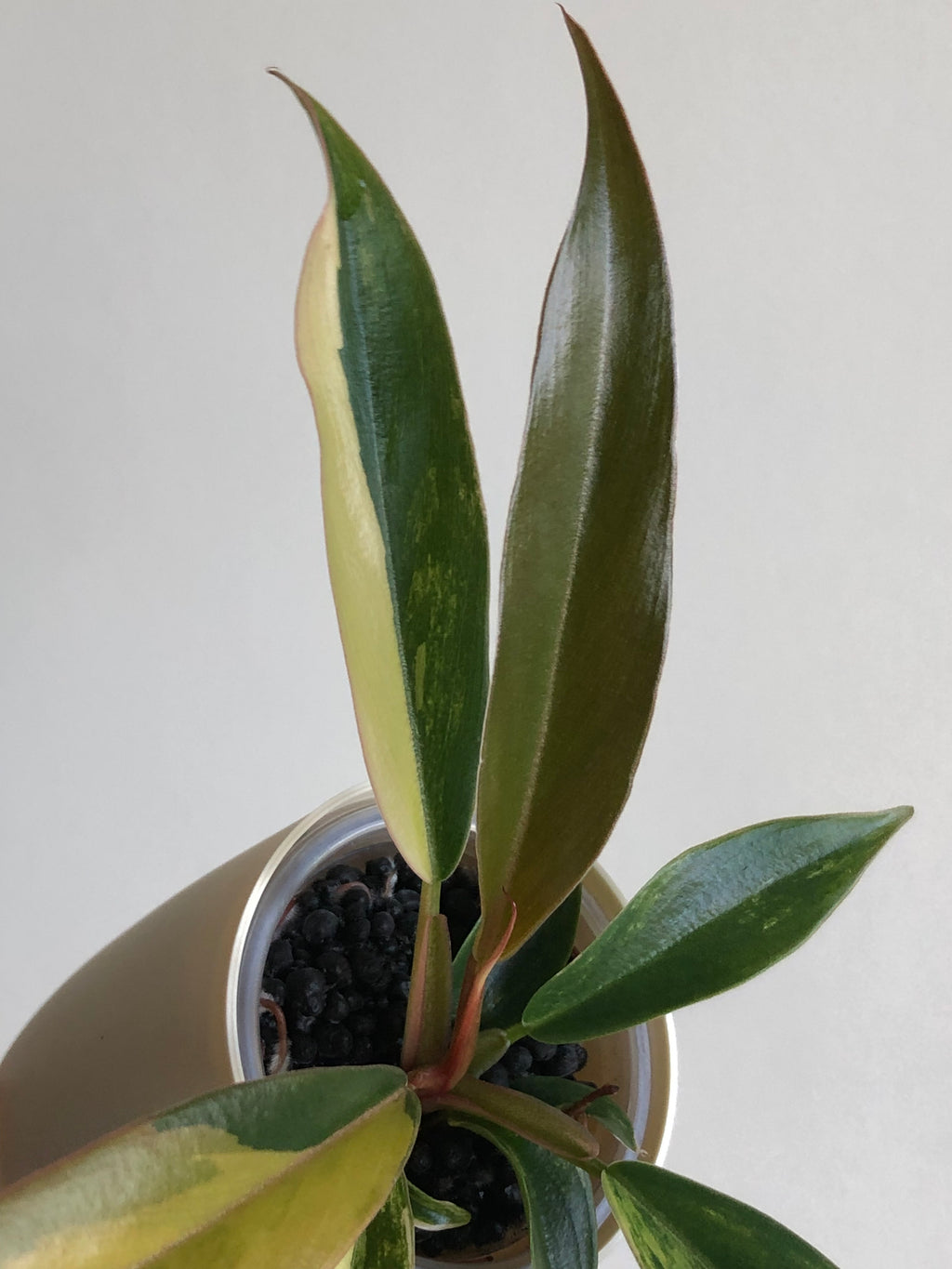 Philodendron Caramel Marble + beige potte