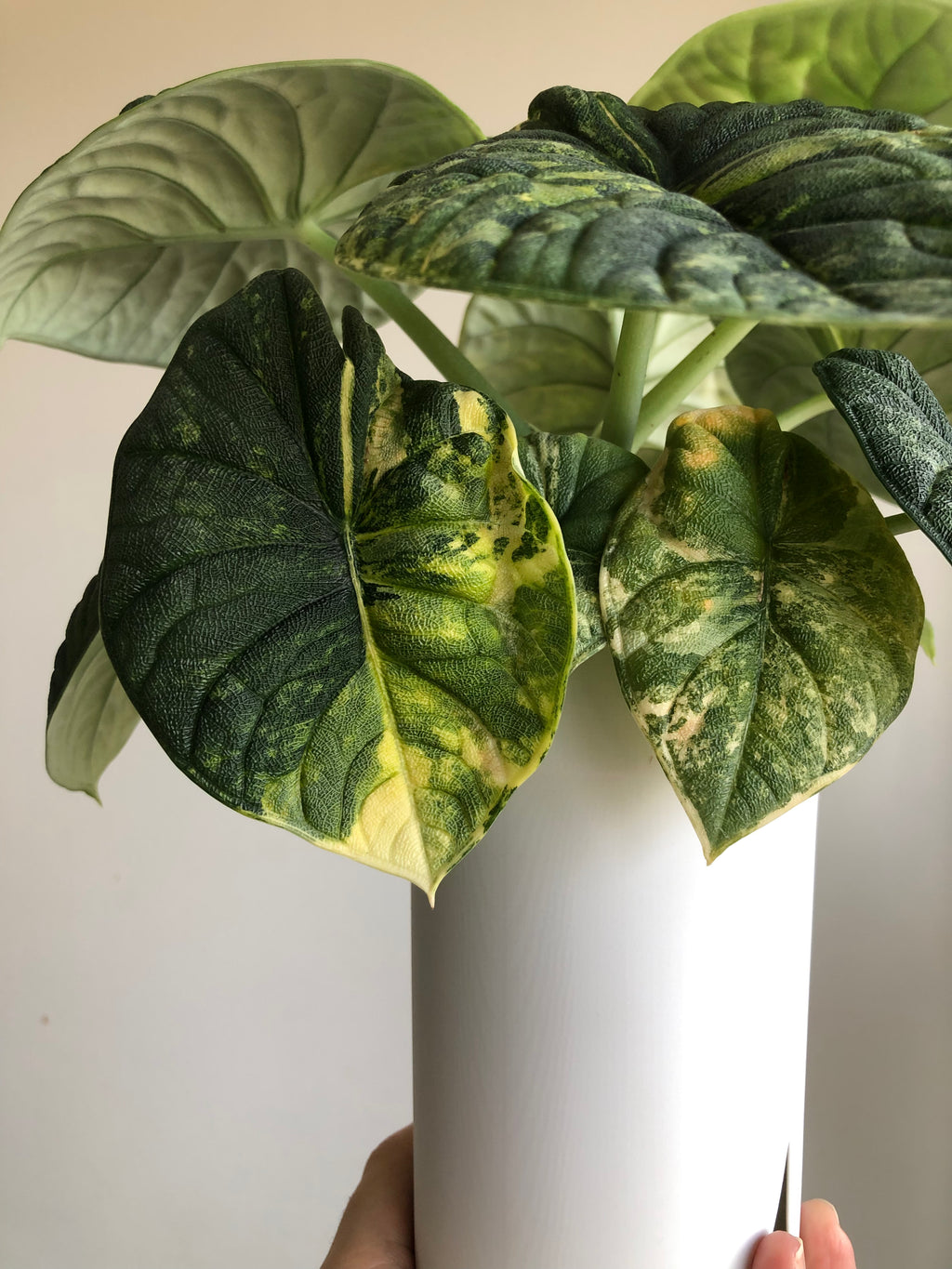 Melo aurea/tricolor - plante