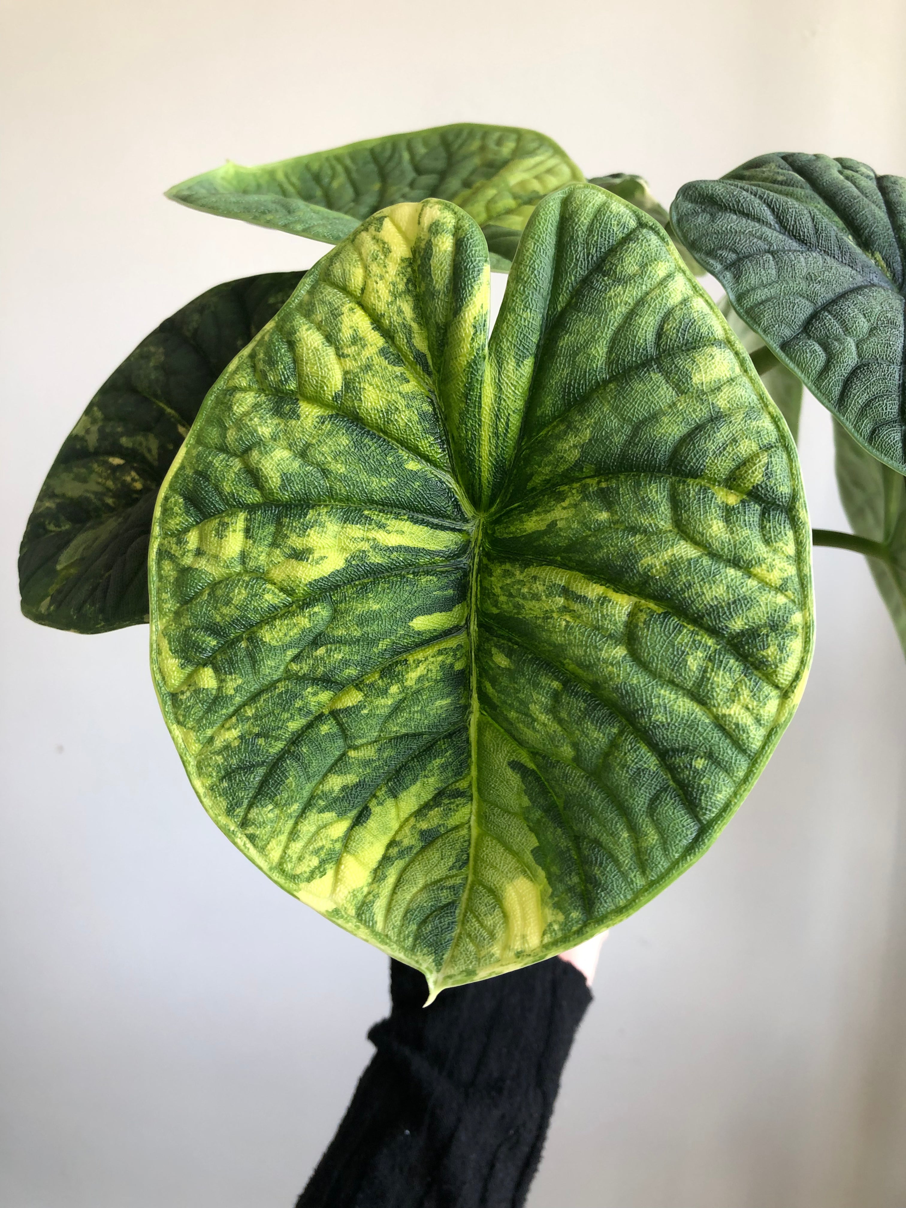 Melo aurea/tricolor - plante
