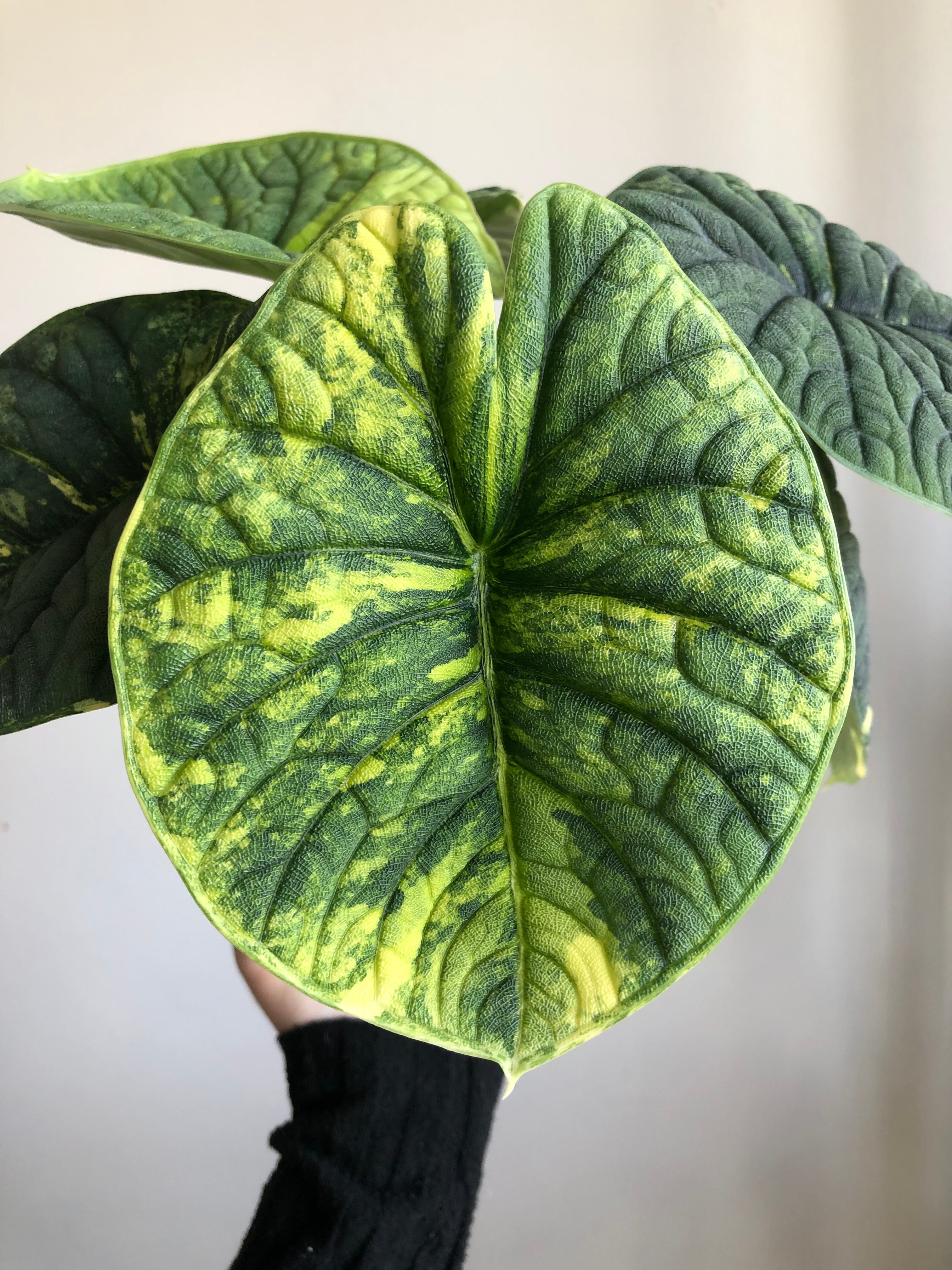 Melo aurea/tricolor - plante
