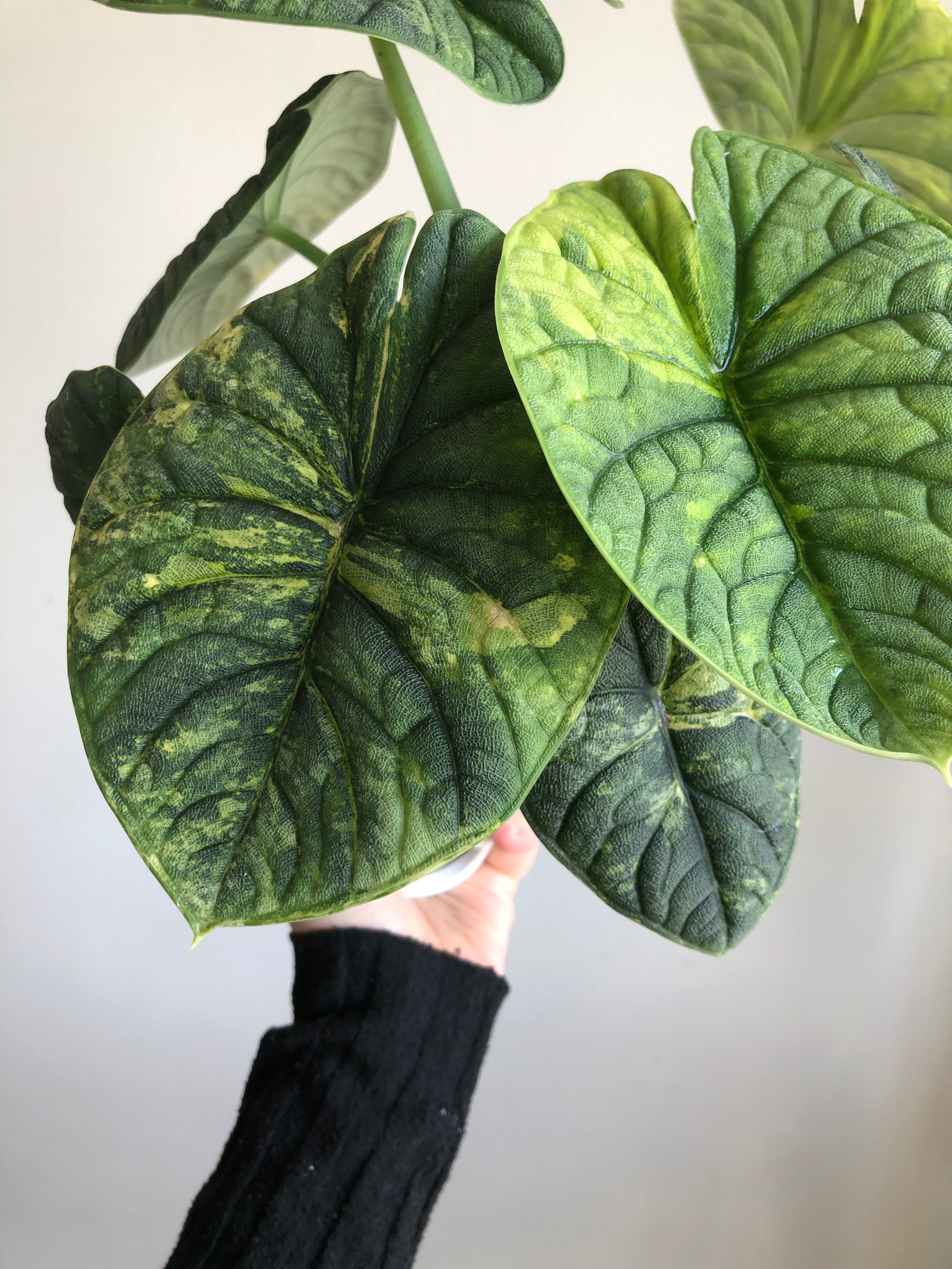 Melo aurea/tricolor - plante