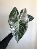 Pink dragon albo (knoll)