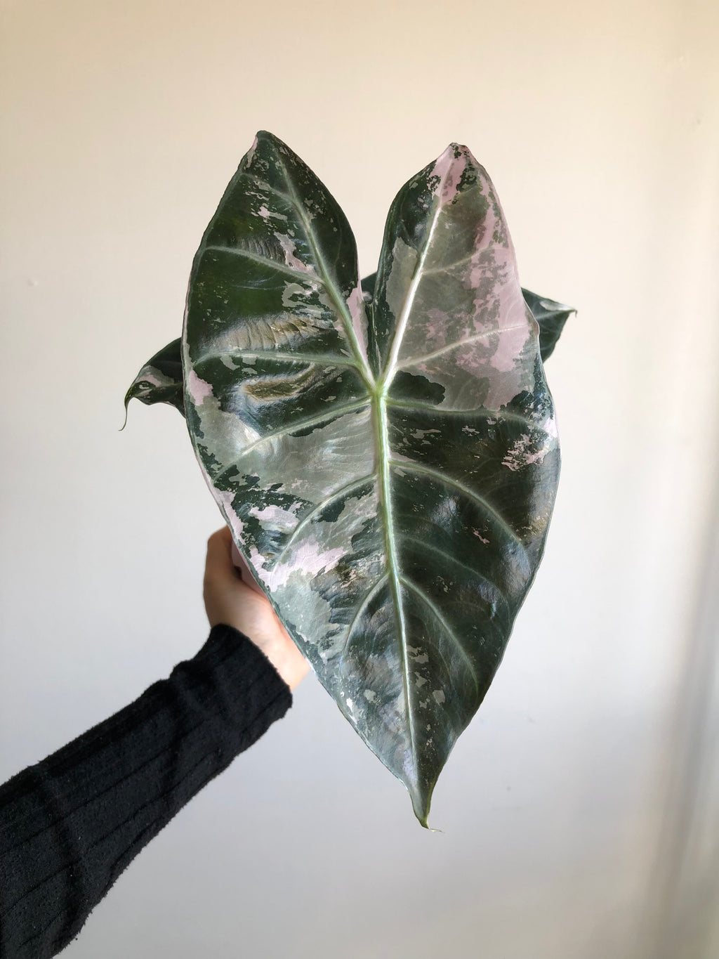 Pink dragon albo (knoll)