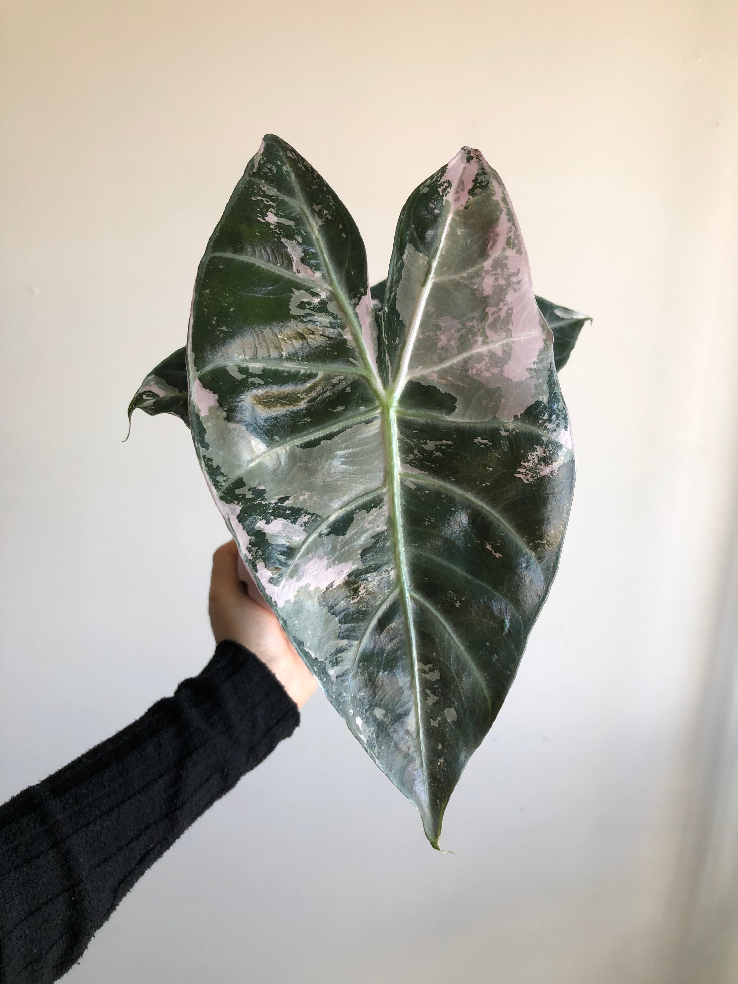 Pink dragon albo (knoll)