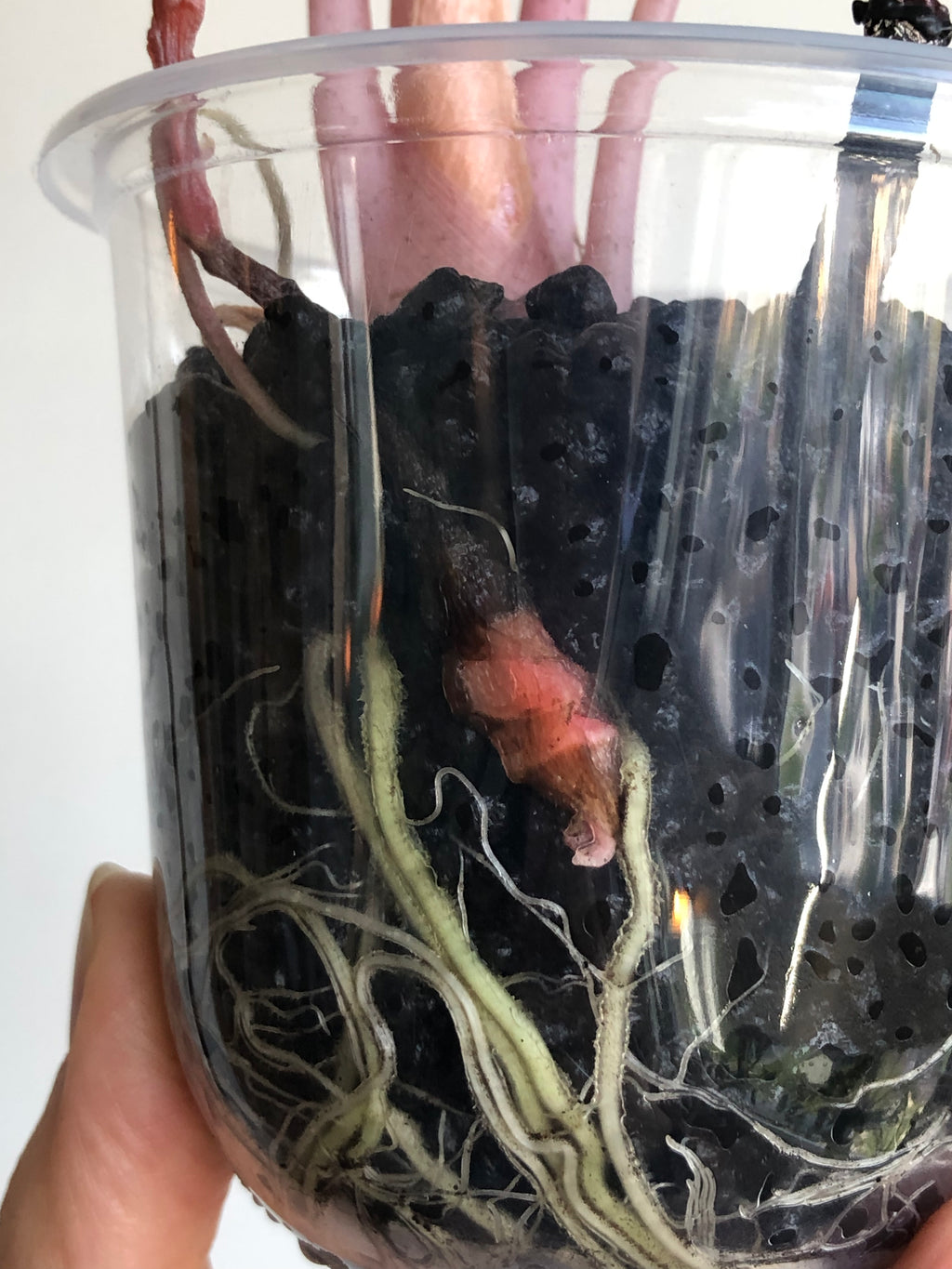 Pink dragon albo (knoll)