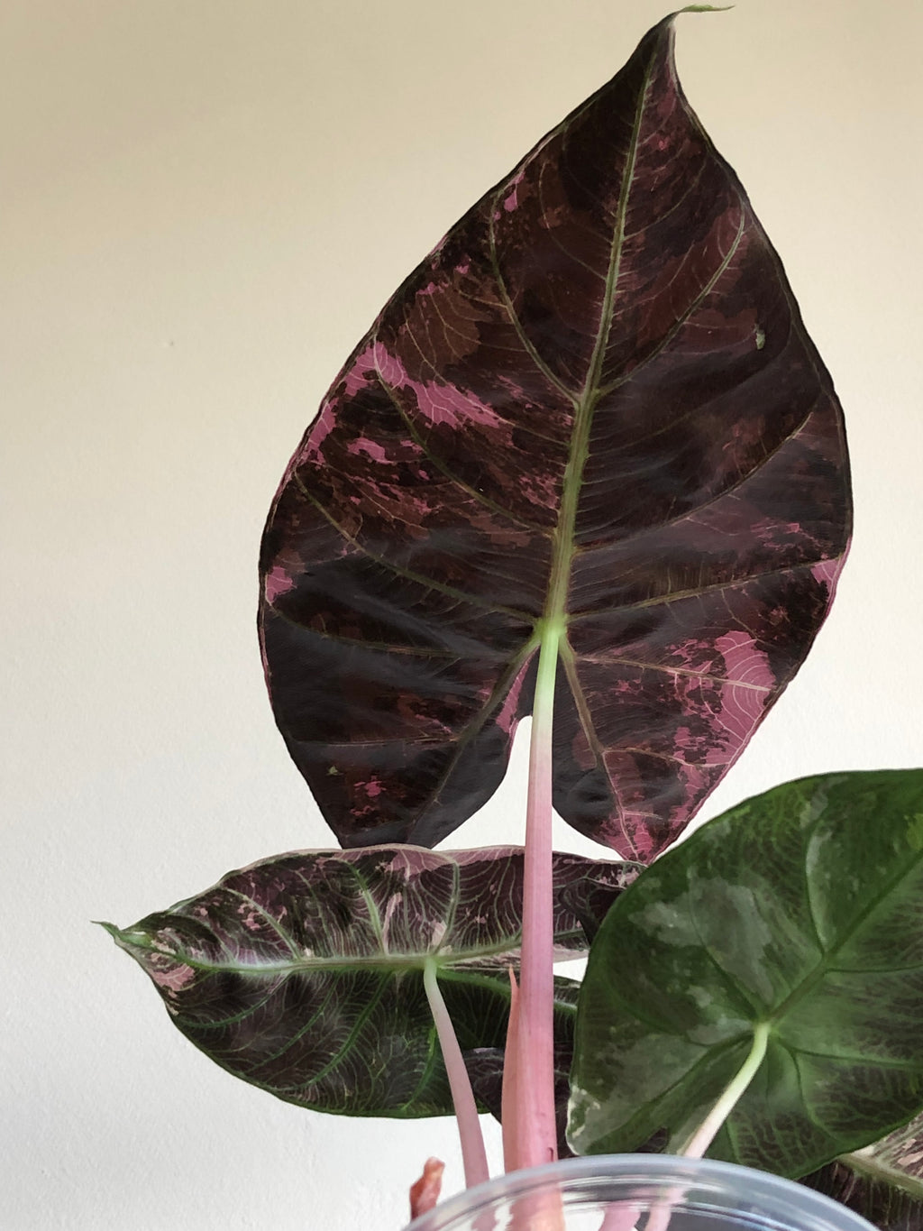 Pink dragon albo (knoll)