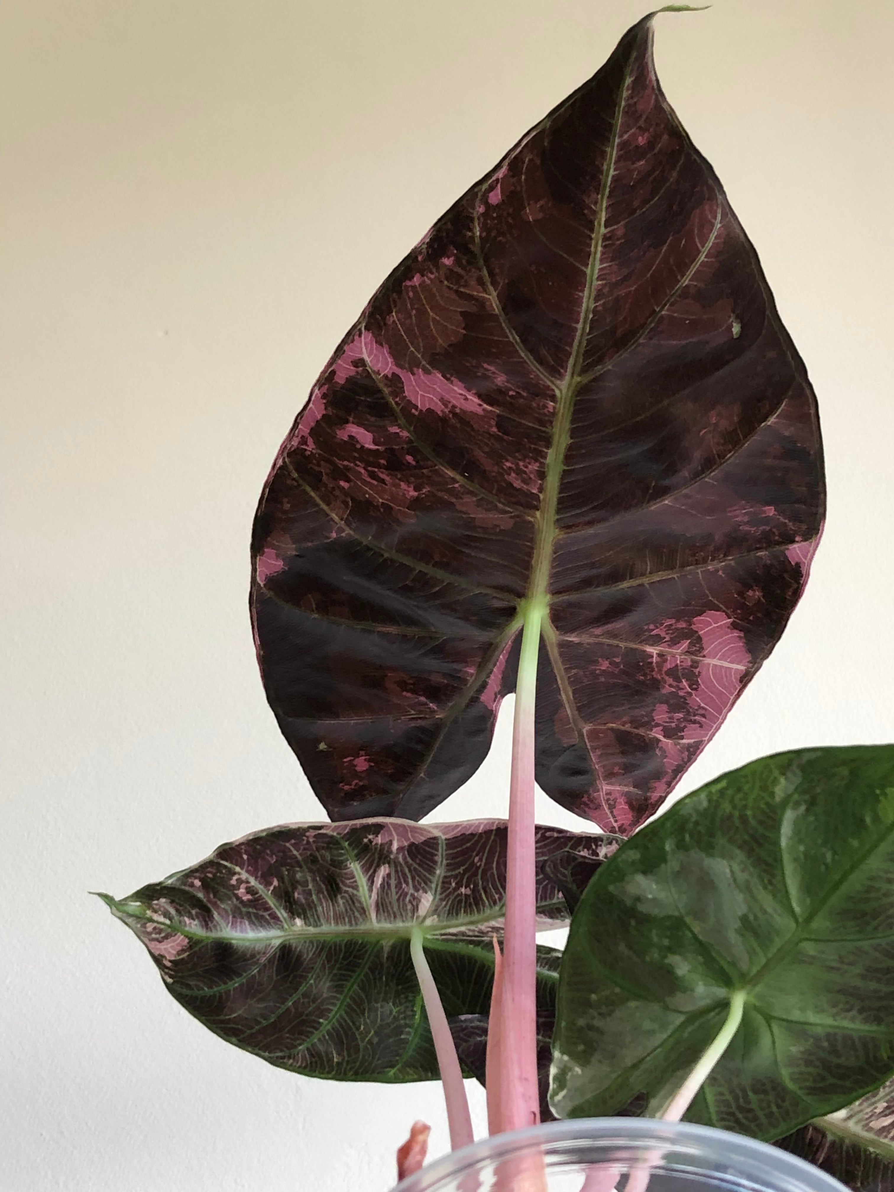 Pink dragon albo (knoll)