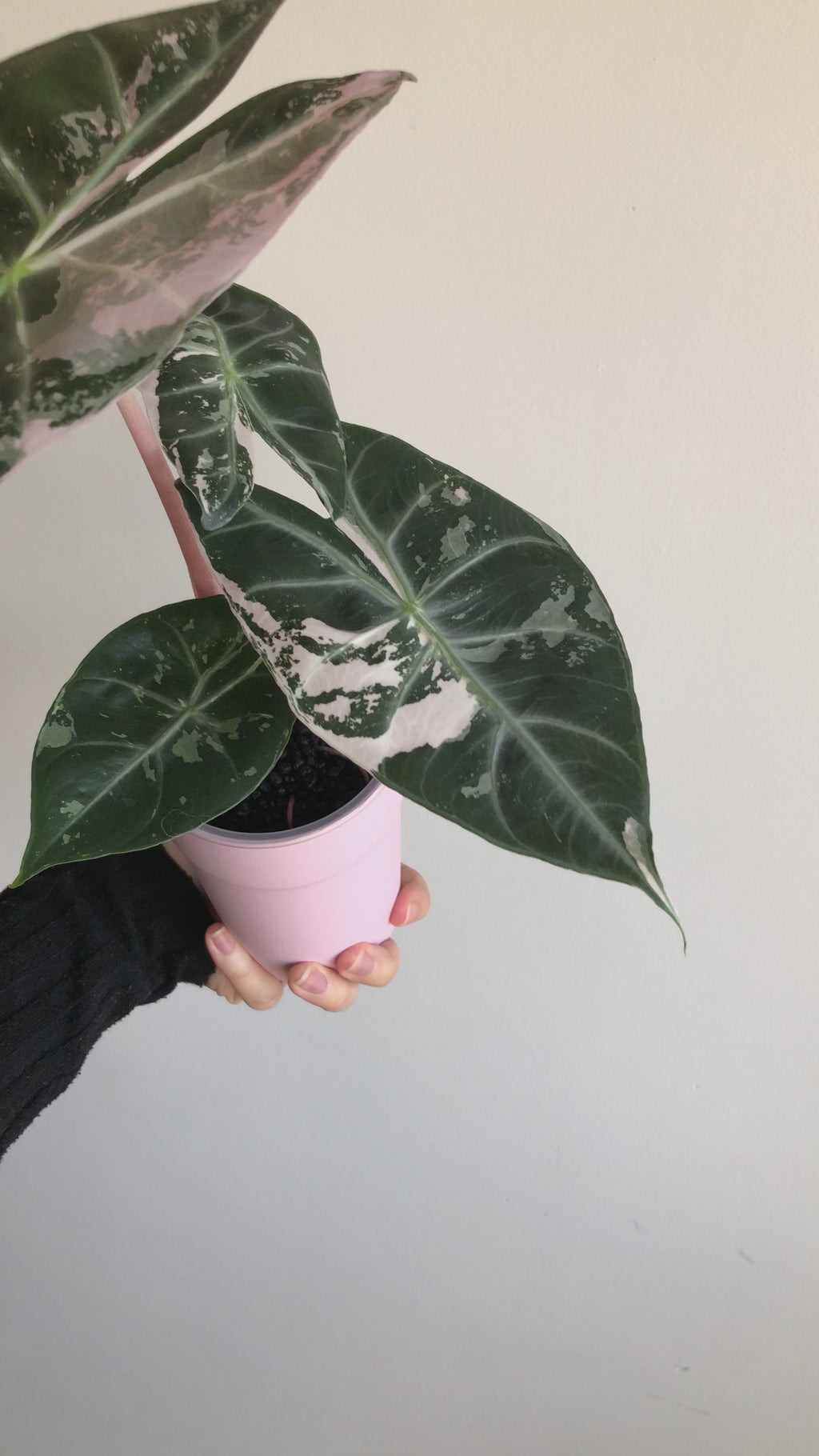 Pink dragon albo (knoll)