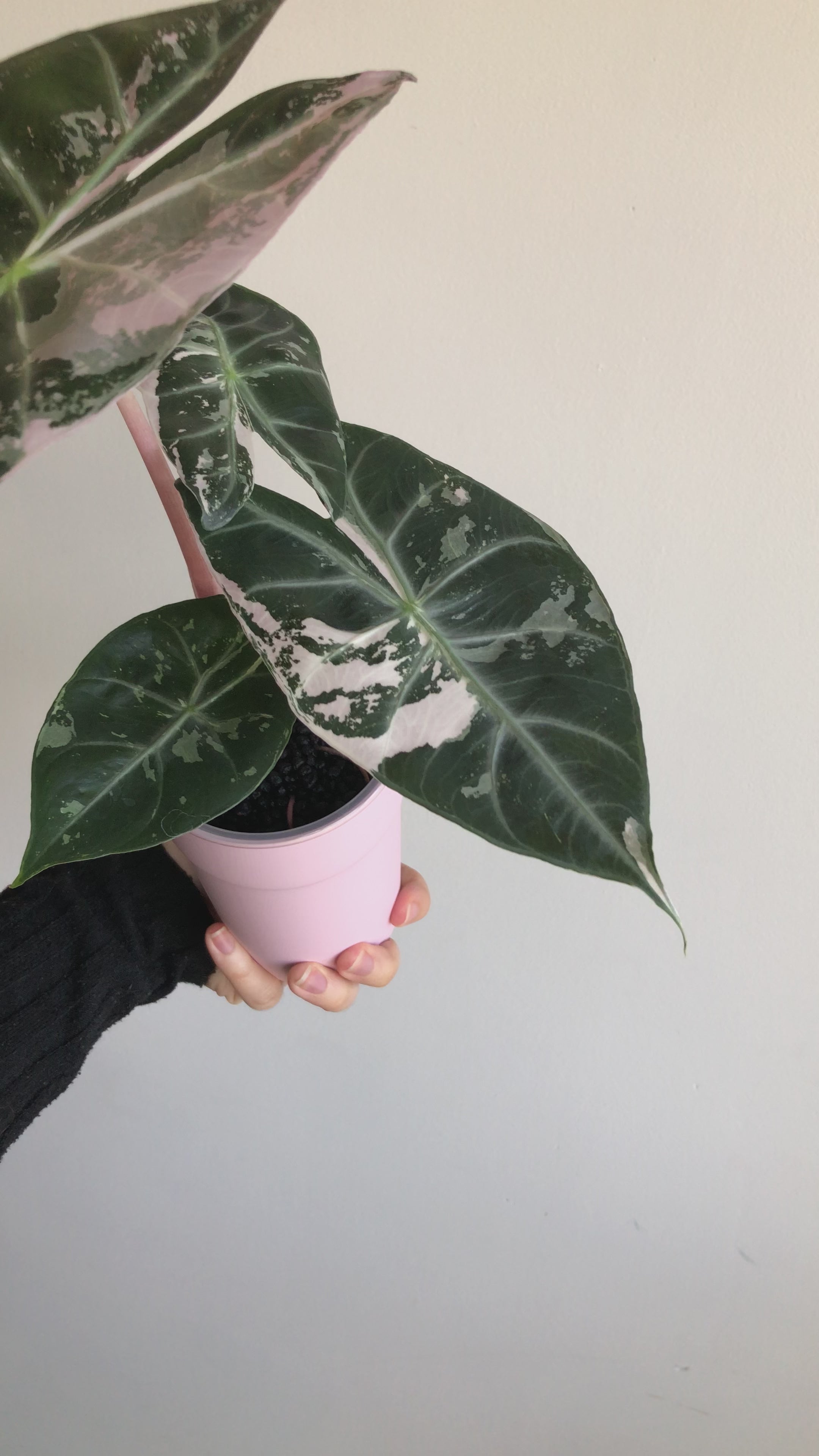 Pink dragon albo (knoll)