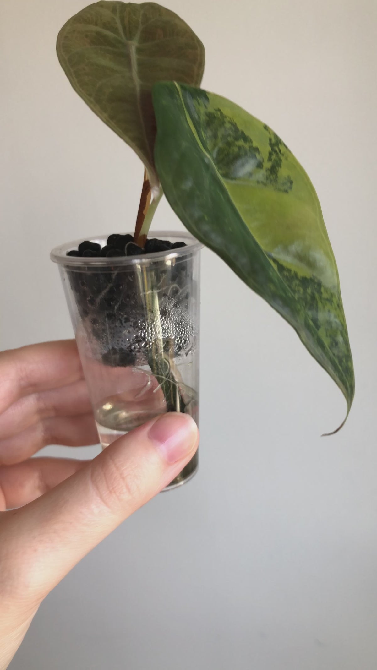 Sedenii aurea