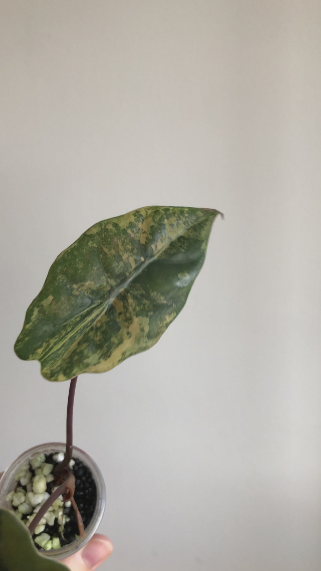 Chantrieri aurea