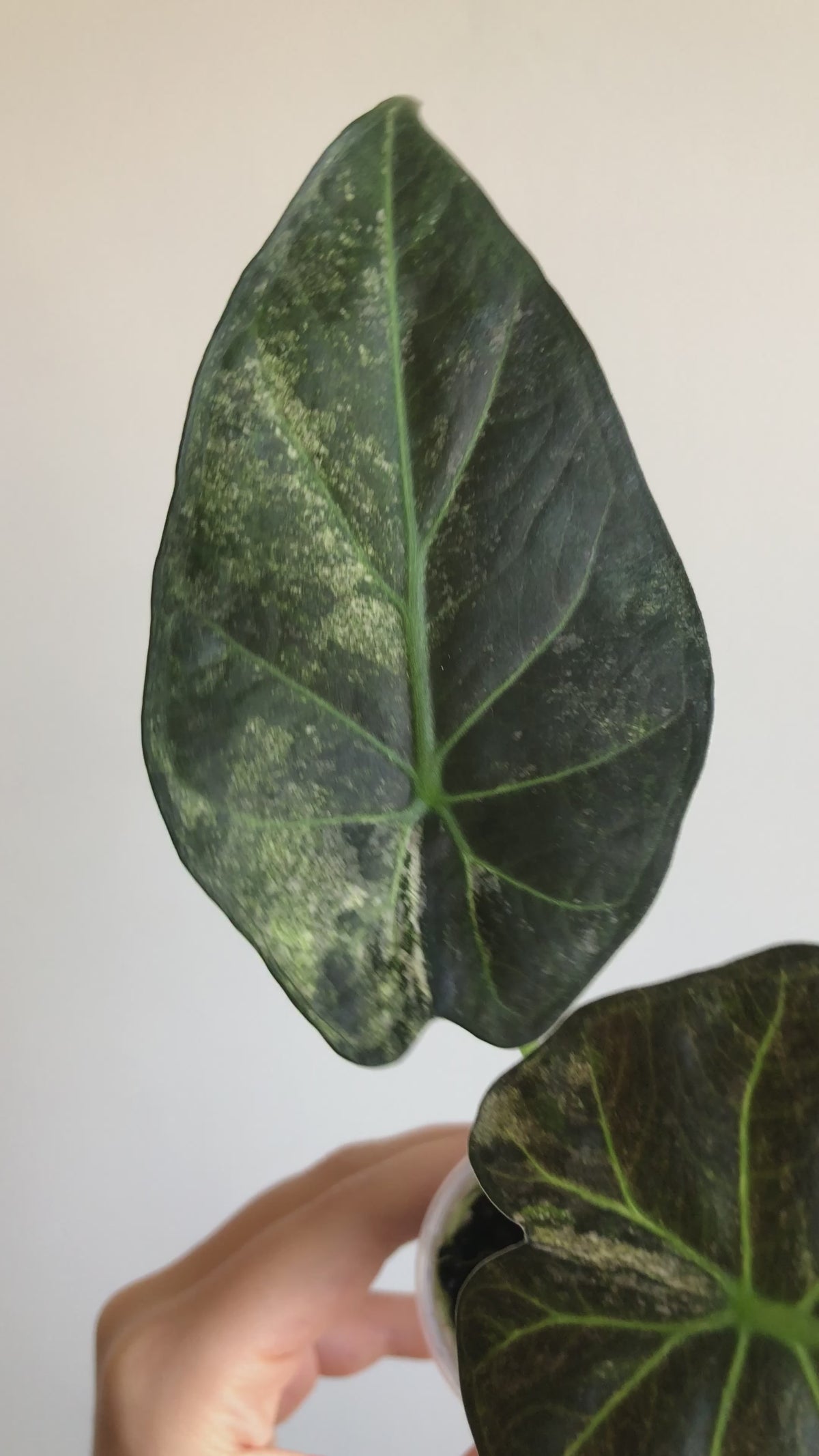 Regal shield albo/mint