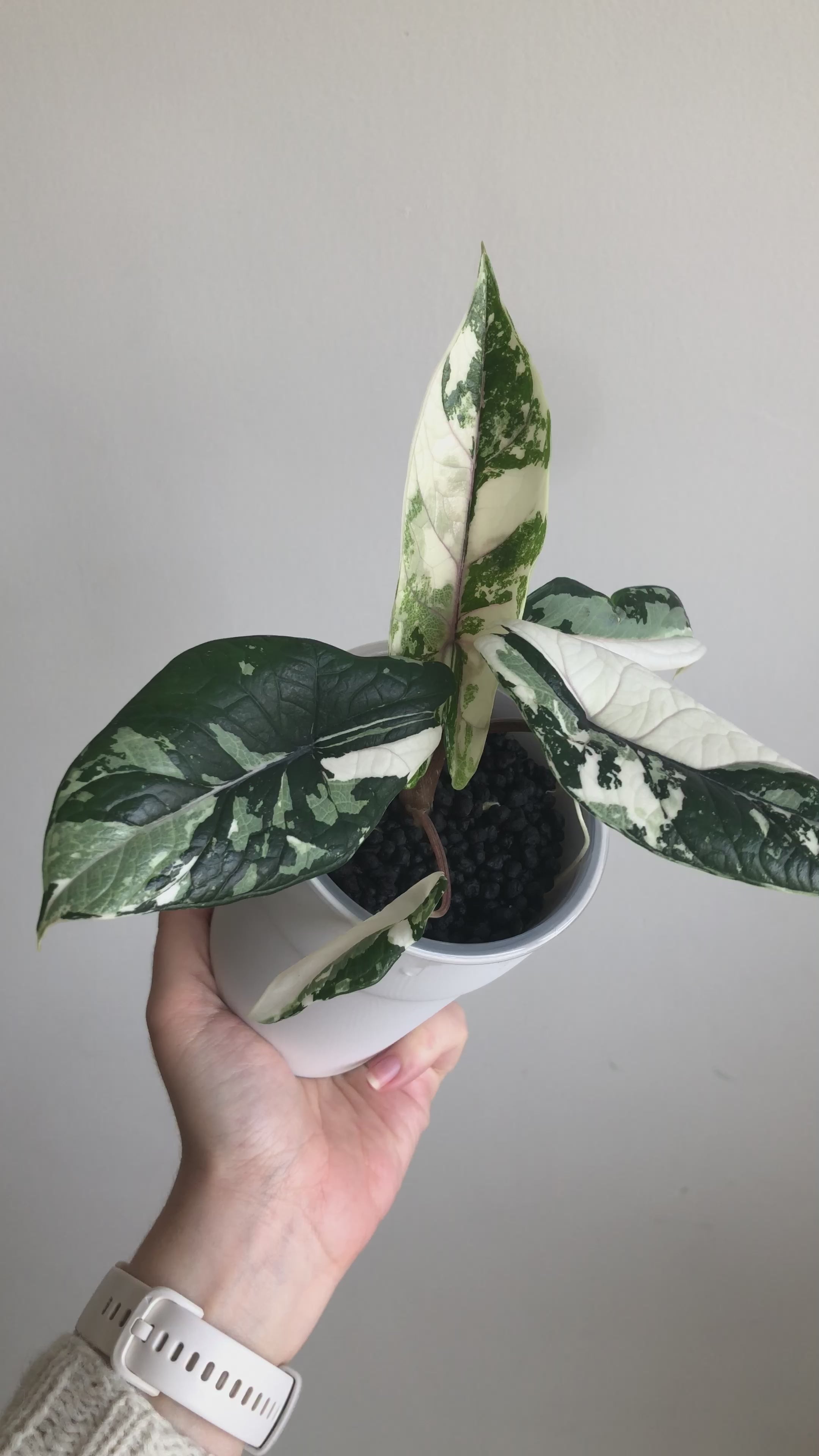 Scalprum Albo