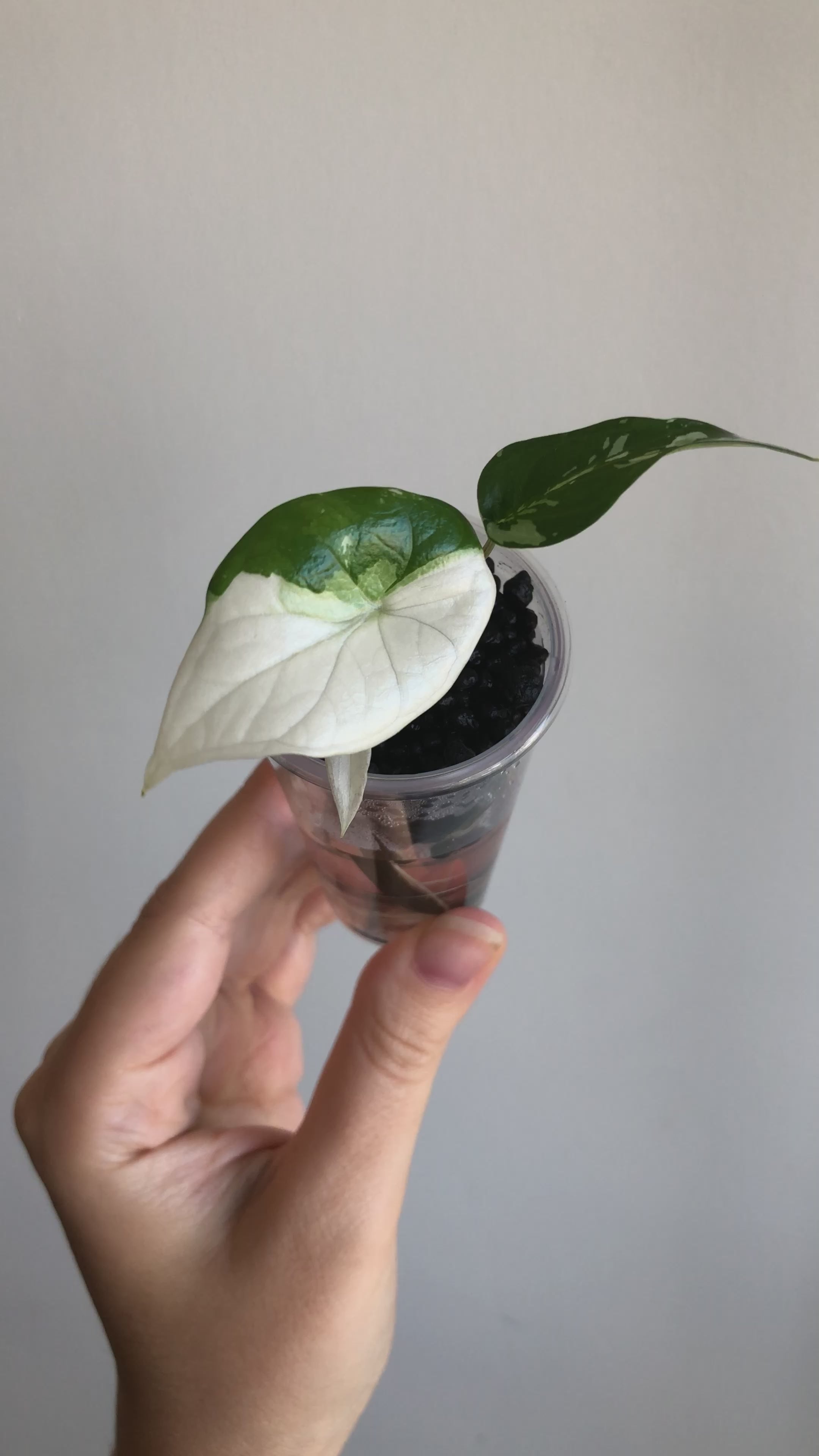 Scalprum Albo