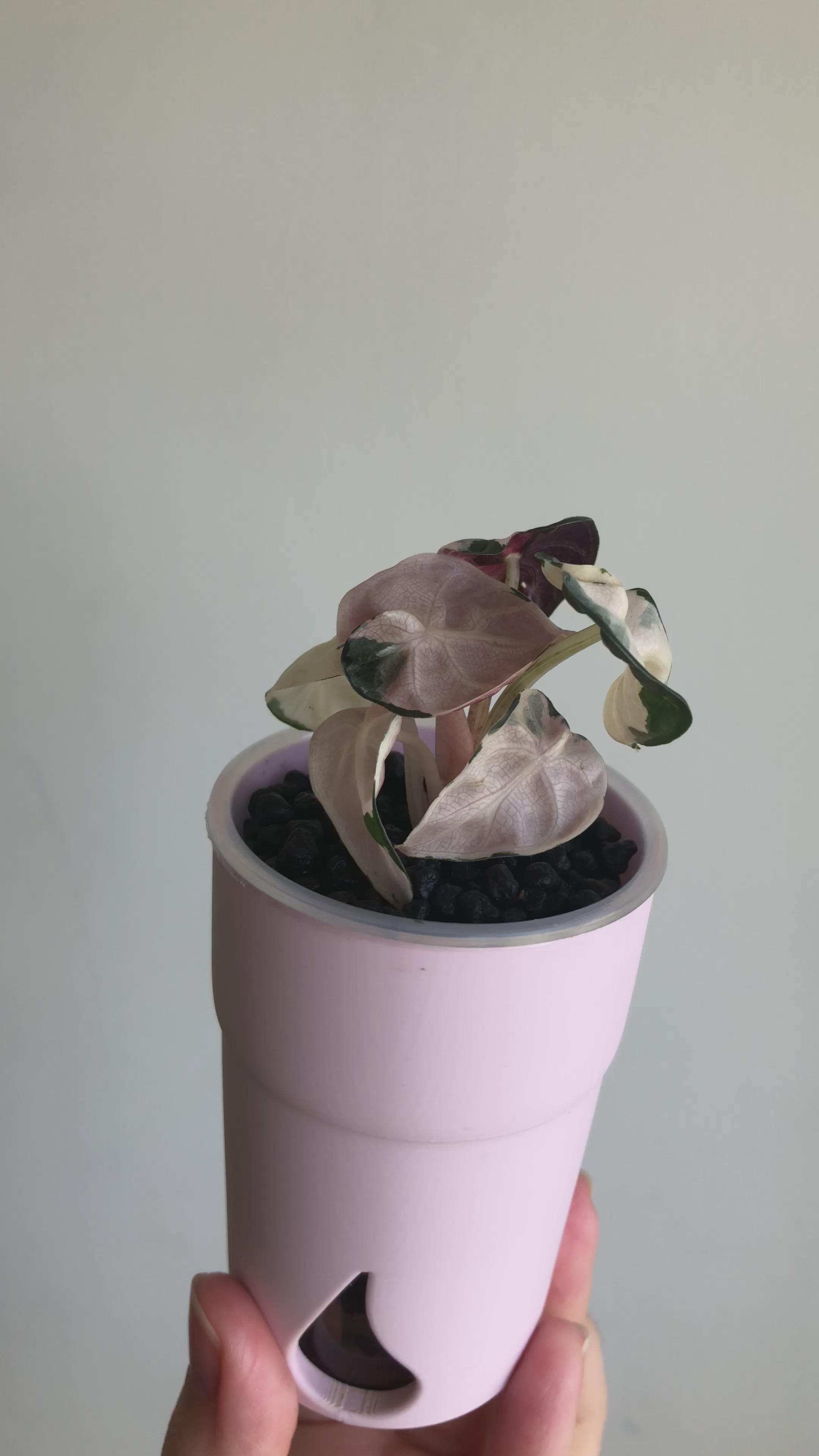 Balloonheart pink + rosa potte