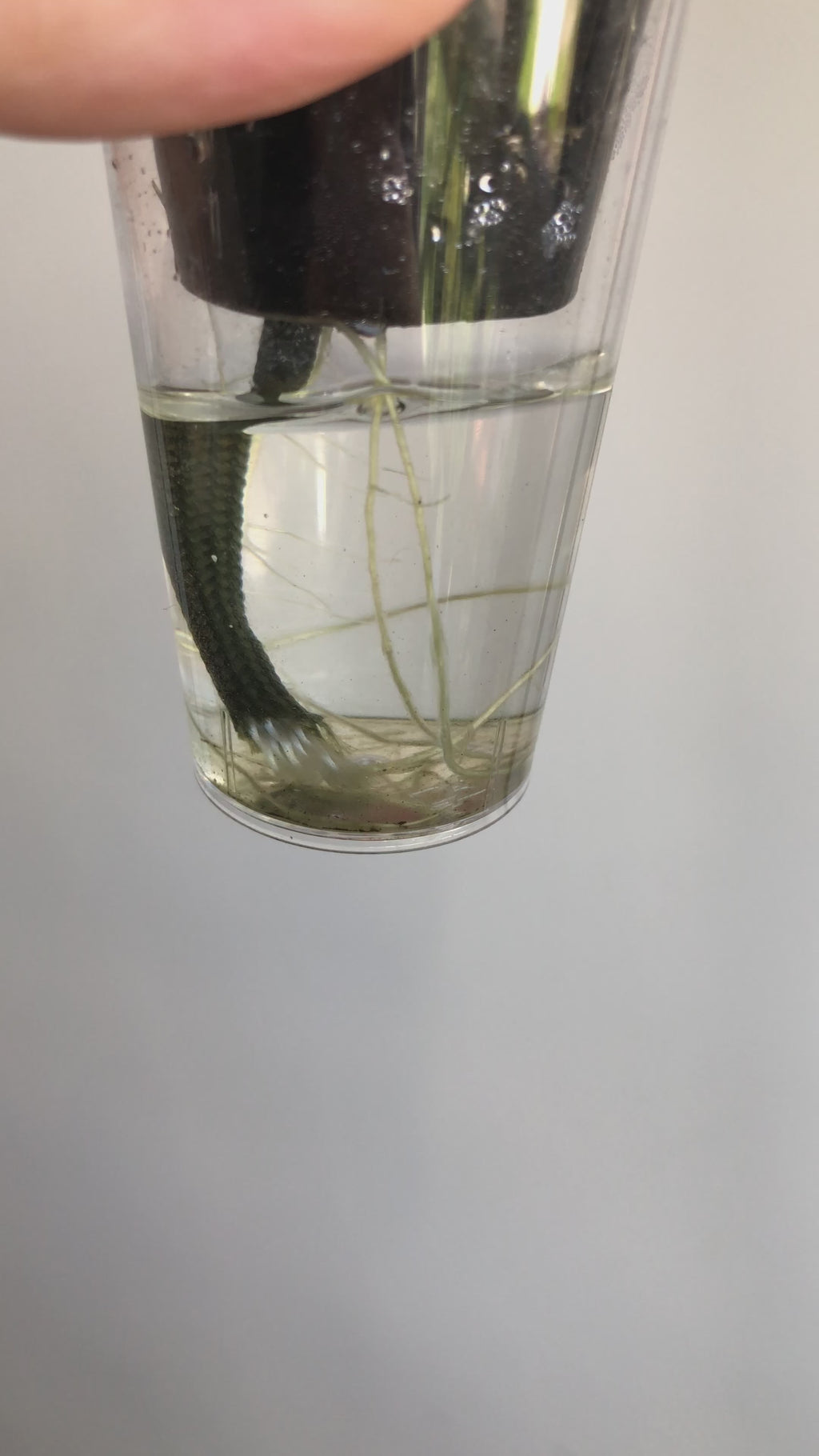 Scalprum Albo