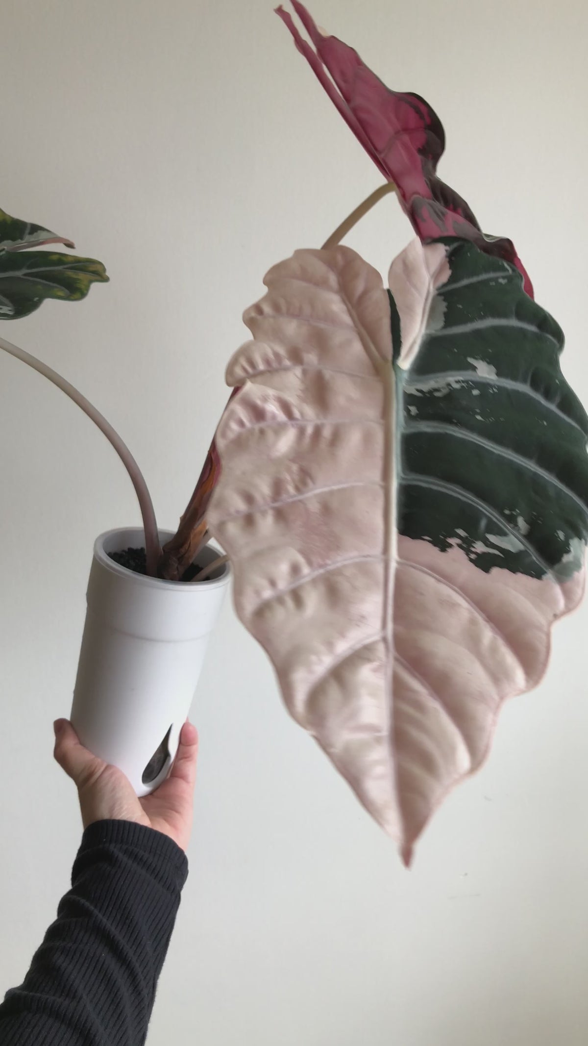 Chantrieri pink (knoller)